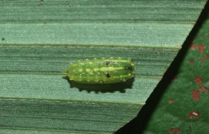 Figura 2. Larva <i>Vipsophobetron davisi</i></i> (Limacodidae), tercer estadío (PPU) vista dorsal, localidad Sendero Manguera, Estación Biológica Quica Sector Pitilla ACG (470m). Voucher: 15-SRNP-71480-DHJ727776.jpg.