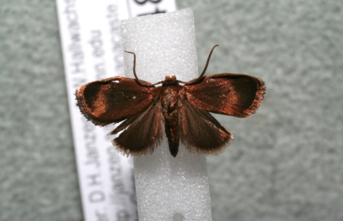 Figura 9. Adulto de <i>Vipsophobetron davisi</i></i> (Limacodidae), vista dorsal, localidad Sendero Manguera, Estación Biológica Quica Sector Pitilla ACG (470m). Voucher: 15-SRNP-71480-DHJ922753.jpg.