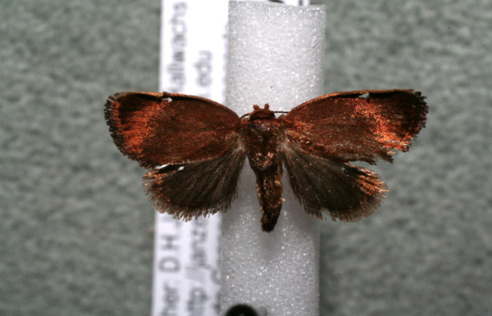 Figura 10. Adulto de <i>Vipsophobetron davisi</i></i> (Limacodidae), vista ventral, localidad Sendero Manguera, Estación Biológica Quica Sector Pitilla ACG (470m). Voucher: 15-SRNP-71628-DHJ922755.jpg.