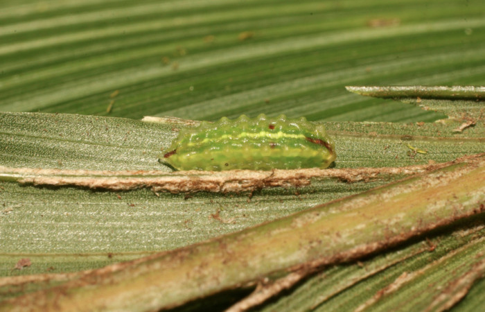Figura 1. Larva <i>Vipsophobetron davisi</i></i> (Limacodidae), penúltimo estadío (PU) vista lateral, localidad Margen Crater, Sector Santa Maria ACG (1920m). Voucher: 19-SRNP-35253-DHJ769755.jpg.
