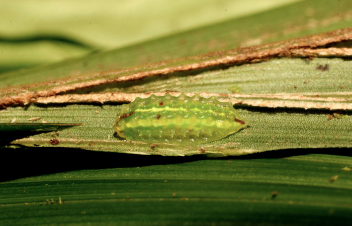 Figura 3. Larva <i>Vipsophobetron davisi</i></i> (Limacodidae), penúltimo estadío (PU) vista lateral, localidad Margen Crater, Sector Santa María ACG (1920m). Voucher: 19-SRNP-35253-DHJ769756.jpg.