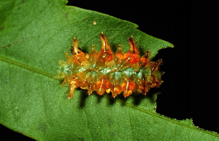 Figura 13. Larva <i>Vipsophobetron marisa</i></i> (Limacodidae), penúltimo estadío (PU) vista dorsal, localidad Bosque San Emilio, Sector Santa Rosa ACG (300m). Voucher: 93-SRNP-3351.1-DHJ27078.jpg.