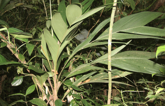 Figura 21. Planta hospedera de <i>Vipsophobetron davisi</i></i> (Limacodidae), planta llamada <i>Geonoma congesta</i></i> (Arecaceae), localidad Sendero Manguera Estación Biológica Quica, Sector Pitilla ACG (470m), foto: Ricardo Calero 9 Febrero 2021.