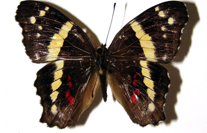 Figura 1. Adulto <i>Anartia fatima</i></i> (Nymphalidae), mostrando parte dorsal, localidad Puente Palma Sector San Cristobal ACG (460m. Voucher: 04-SRNP-1135-DHJ96580.jpg.