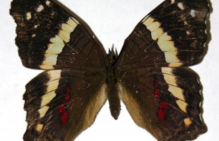 Figura 10. Adulto de <i>Anartia fatima</i></i> (Nymphalidae), hembra vista dorsal, localidad Río Blanco Abajo Sector San Cristobal ACG (500m). Voucher:04-SRNP-61169-DHJ308170.jpg.