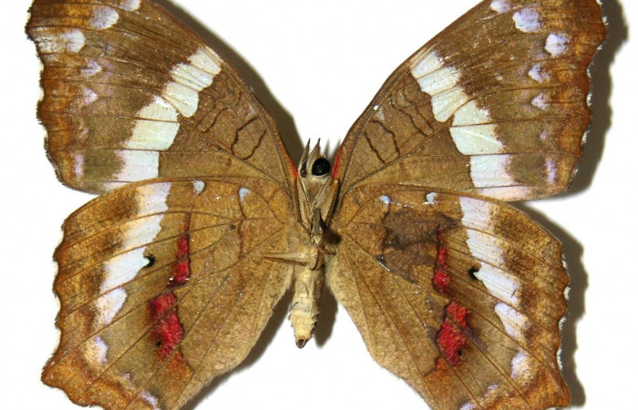 Figura 11. Adulto de <i>Anartia fatima</i></i> (Nymphalidae), hembra vista ventral, localidad Río Blanco Abajo Sector San Cristobal ACG (500m). Voucher: 04-SRNP-61169-DHJ308171.jpg.