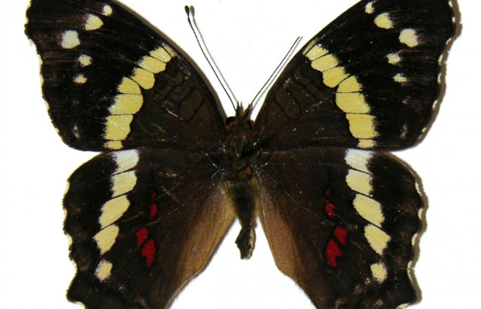 Figura 8. Adulto de <i>Anartia fatima</i></i> (Nymphalidae), macho vista dorsal, localidad Río Areno Sector San Cristobal ACG (460m). Voucher: 05-SRNP-1061-DHJ309264.jpg.