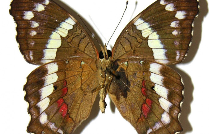 Figura 9. Adulto de <i>Anartia fatima</i></i> (Nymphalidae), macho vista ventral, localidad Río Areno Sector San Cristobal ACG (460m). Voucher: 05-SRNP-1061-DHJ309265.jpg.