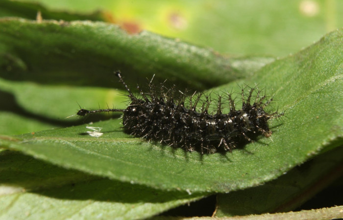 Figura 2. Larva <i>Anartia fatima</i></i> (Nymphalidae), en penúltimo estadío (PU), vista lateral, localidad Bullas Estación Quica Sector Pitilla ACG (440m). Voucher: 19-SRNP-70551-DHJ750807.jpg.