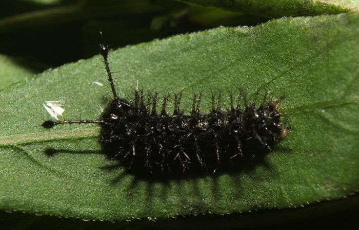 Figura 3. Larva <i>Anartia fatima</i></i> (Nymphalidae), en penúltimo estadío (PU), vista dorsal, localidad Bullas Estación Quica Sector Pitilla ACG (440m). Voucher: 19-SRNP-70551-DHJ750811.jpg.