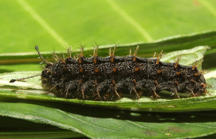 Figura 4. Larva <i>Anartia fatima</i></i> (Nymphalidae), en último estadío (U), vista lateral, localidad Bullas Estación Quica Sector Pitilla ACG (440m). Voucher: 19-SRNP-70551-DHJ750813.jpg.