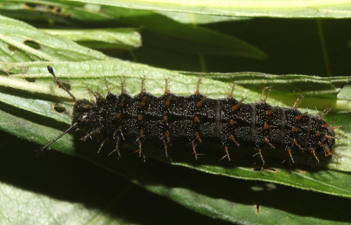 Figura 5. Larva <i>Anartia fatima</i></i> (Nymphalidae), en último estadío (U), vista dorsal, localidad Bullas Estación Quica Sector Pitilla ACG (440m). Voucher: 19-SRNP-70551-DHJ750817.jpg.