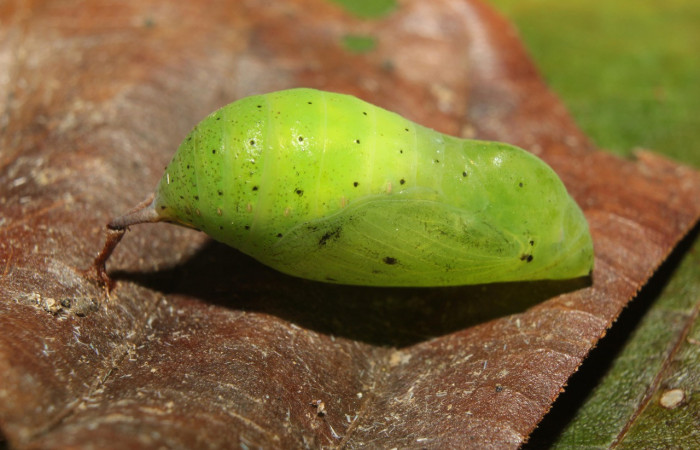 Figura 6. Pupa de <i>Anartia fatima</i></i> (Nymphalidae), vista lateral, localidad Bullas Estación Quica Sector Pitilla ACG (440m). Voucher: 19-SRNP-70553-DHJ750821.jpg.