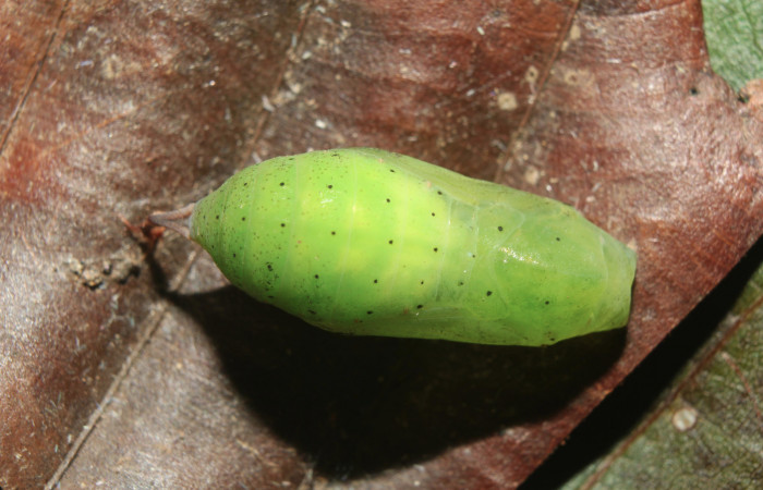 Figura 7. Pupa de <i>Anartia fatima</i></i> (Nymphalidae), vista dorsa, localidad Bullas Estación Quica Sector Pitilla ACG (440m). Voucher: 19-SRNP-70553-DHJ750822.jpg.