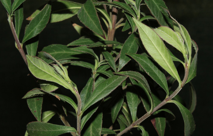 Figura 12. Planta hospedera de <i>Anartia fatima</i></i> (Nymphalidae), esta planta se llama <i>Cuphea epilobiifolia</i></i> (Lythraceae), localidad Bullas Estación Quica Sector Pitilla ACG (380m). Foto tomada por; Ricardo calero. 04 Abril 2019.