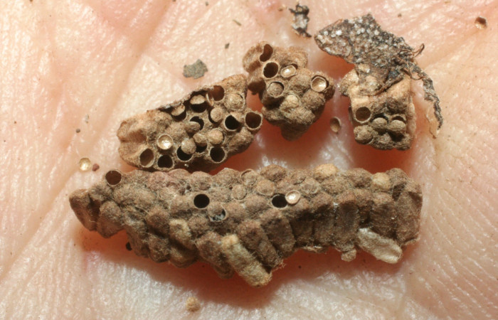 Fig. 9. Muda de capullos, donde se alojaron pequeñas avispas de familia Braconidae, parásito <i>Glyptapanteles ilarisaaksjarvi</i></i>, en larva <i>Condica cupienta</i></i>. 
Voucher 06-SRNP-13955-DHJ452261.jpg.