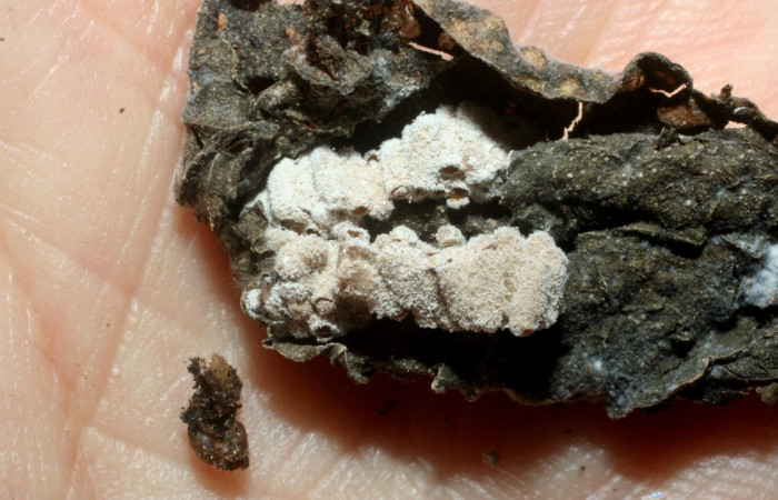 Fig 10. Capullos de la familia Braconidae, parásito <i>Glyptapanteles</i></i> en larva <i>Condica cupienta</i></i> junto restos de larva disecada. Voucher 07-SRNP-55997-DHJ452973.jpg.