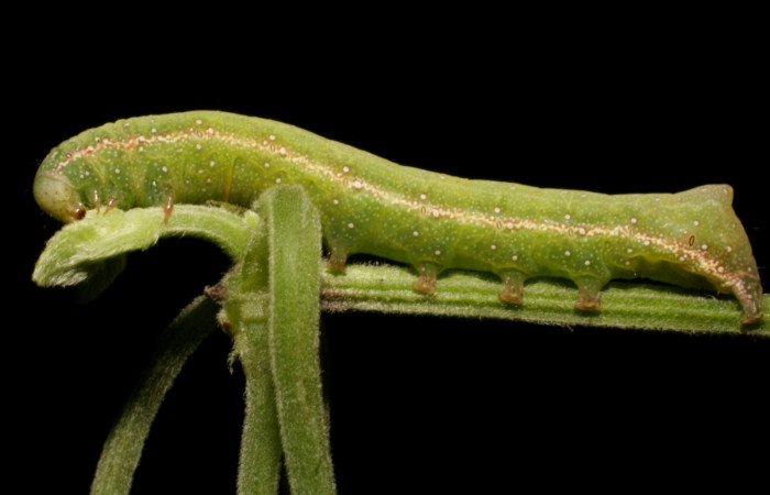 Fig 7. Larva <i>Condica cupienta</i></i>, posando en planta hospedera. Mikania cordifolia, vista lateral entero, en último estadío
Voucher 08-SRNP-40766-DHJ441987.jpg.