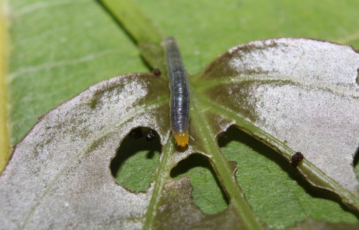 Fig. 4. Larva <i>Condica cupienta</i></i>, en tercer estadío mostrando cabeza y tórax, con una medida de 8mm, se localizó en Sendero Manguera. Voucher 17-SRNP-70526-DHJ733869.jpg. 