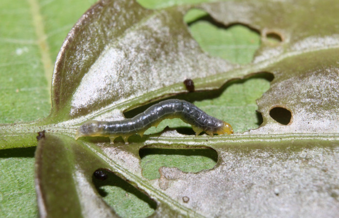 Fig. 5. Larva <i>Condica cupienta</i></i>, lateral entero, tercer estadio, con una medida de 8mm, se localizo en Sendero Manguera.  Voucher 17-SRNP-70526-DHJ733871.jpg.