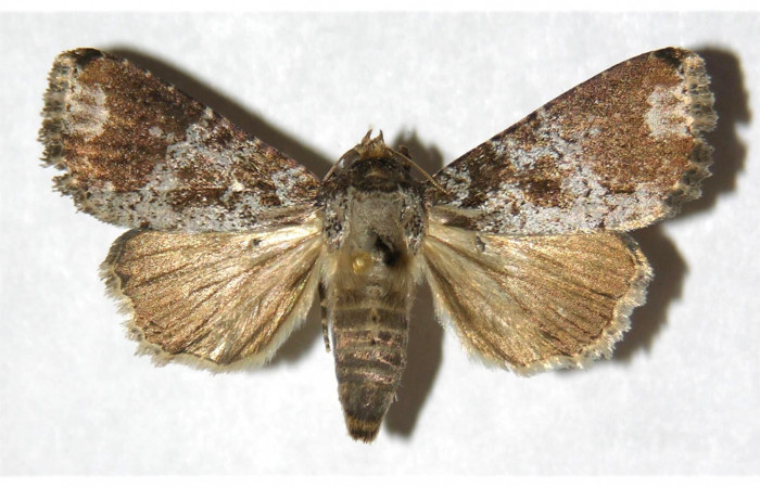 Fig 1. Adulto <i>Condica cupienta</i></i> vista dorsal, en alas abiertas mide 34 mm.
Voucher 93-SRNP-7049-DHJ321246.