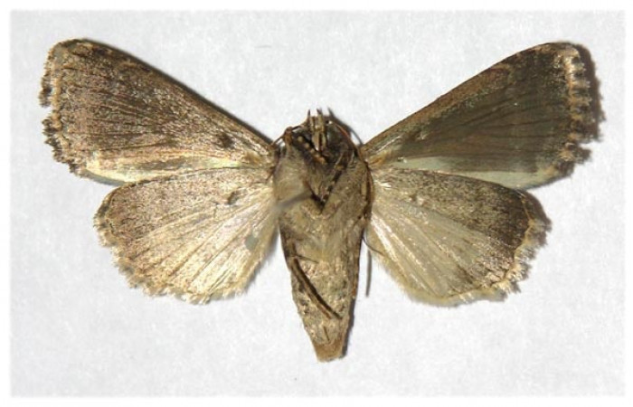 Fig 2. Adulto <i>Condica cupienta</i></i>, vista ventral, en alas abiertas mide 33 mm 
Voucher 93-SRNP-7049-DHJ321247.