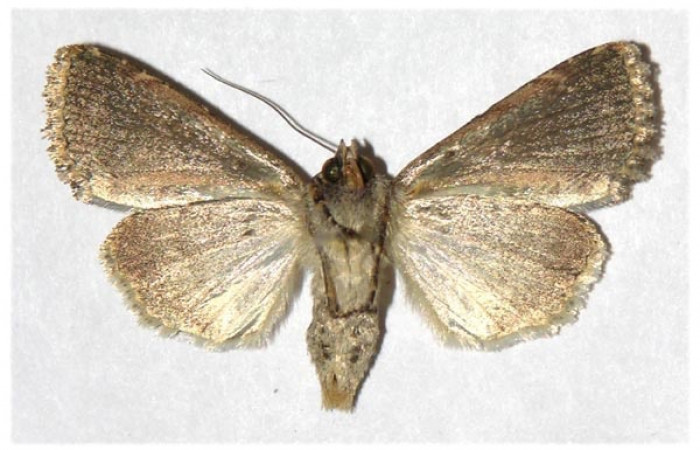 Fig 3. Adulto <i>Condica cupienta</i></i>, vista ventral en alas abiertas mide 33 mm. Voucher 94-SRNP-771-DHJ321259.