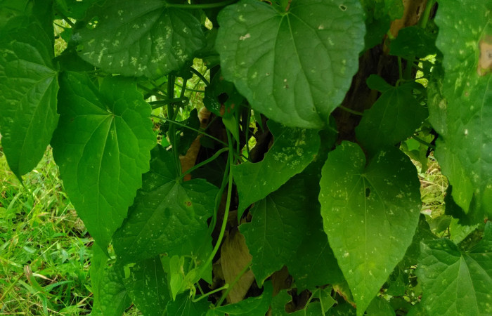 Fig 8. <i>Mikania cordifolia</i></i>; familia (Asteraceae). Planta hospedera de larva <i>Condica cupienta</i></i>, (Noctuidae) creciendo en Senderos Finca Esmeralda. Foto, Cirilo Umaña, 01/02/2021.