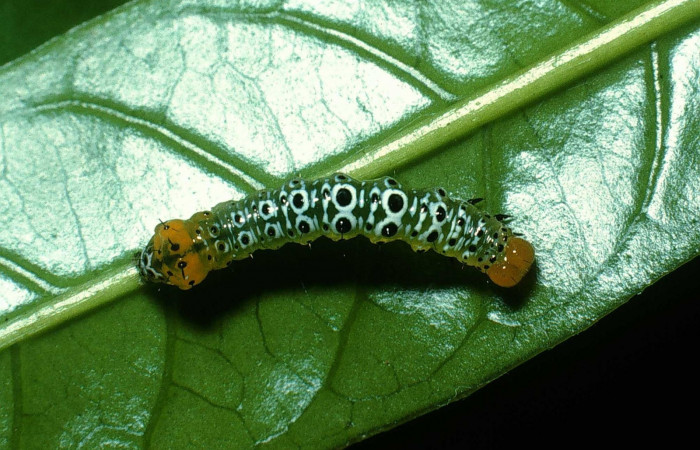 Figura. 12 Larva <i>Cropia</i></i> Poole01 (Noctuidae), posición dorsal alimentándose en <i>Bourreria costarricenses</i></i> (Ehretiaceae). (03-SRNP-23626-DHJ79204.jpg).