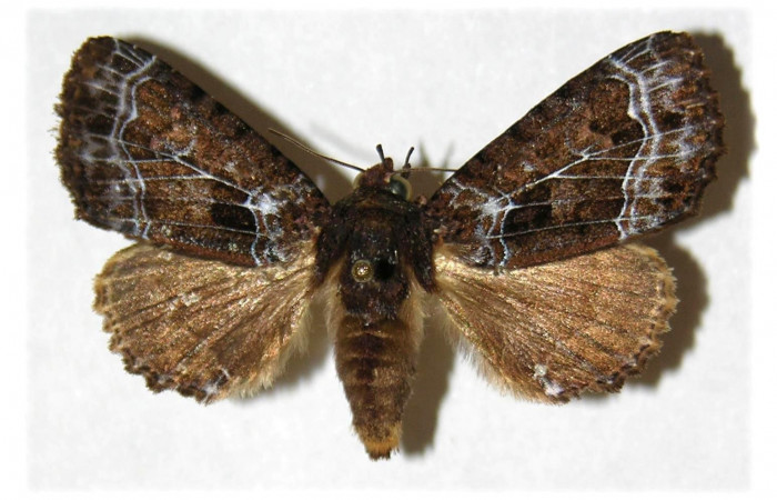 Figura 13. Adulto de <i>Cropia</i></i> Poole01 (Noctuidae), vista dorsal. (03-SRNP-23633-DHJ-314200.jpg).