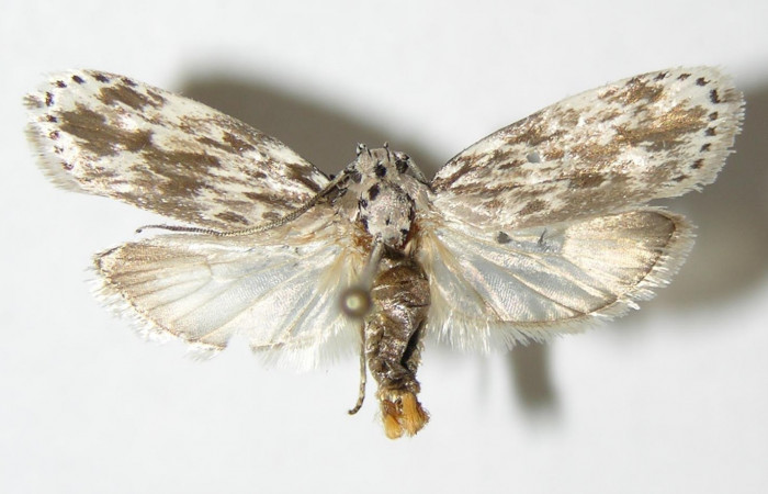 Figura 15. Adulto de <i>Ethmia baliostola</i></i> (Depressariidae), vista dorsal. (03-SRNP-29320-DHJ-338880.jpg).