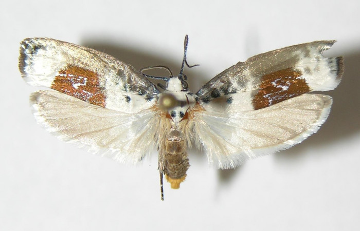 Figura 17. Adulto de <i>Ethmia millerorum</i></i> (Depressariidae), vista dorsal. (04-SRNP-338818-DHJ-338880.jpg).