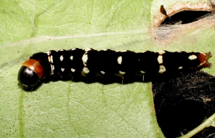Figura. 14 Larva <i>Ethmia baliostola</i></i> (Depressariidae), posición dorsal alimentándose en <i>Bourreria costarricenses</i></i> (Ehretiaceae). (07-SRNP-41088-DHJ422244.jpg).