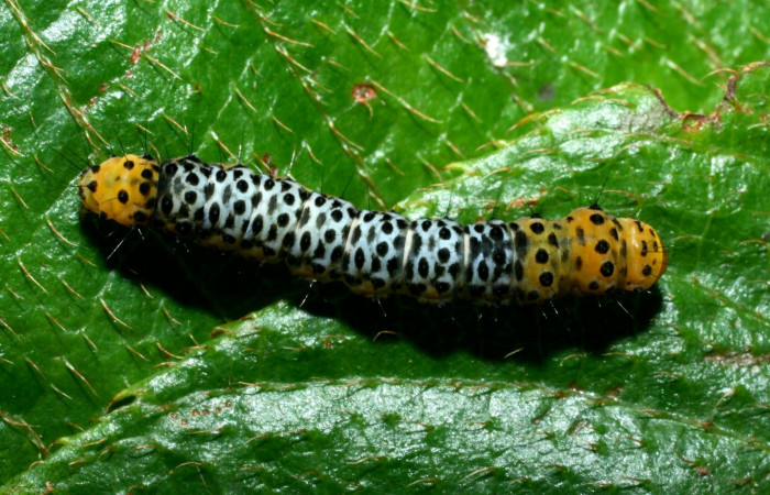 Figura. 16 Larva <i>Ethmia millerorum</i></i> (Depressariidae), posición dorsal alimentándose en <i>Bourreria costarricenses</i></i> (Ehretiaceae). (09-SRNP-36150-DHJ456036.jpg).
