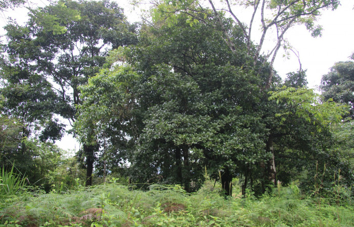 Figura. 1 Habitat <i>Bourreria costaricensis</i></i>, (Ehretiaceae). Area de Conservación Guanacaste, Sector Rincón Rain Forest, Estación Leiva,  (elevación 344 metros), colectada el 26 de Setiembre 2018. Foto, Jorge Hernández.