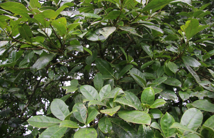 Figura. 2 Habitat Planta, <i>Bourreria costaricensis</i></i>, (Ehretiaceae). Area de Conservación Guanacaste, Sector Rincón Rain Forest, Estación Leiva, (elevación 344 metros), colectada el 26 de Setiembre 2018. Foto, Jorge Hernández.