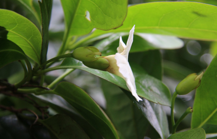 Figura. 6 Flor vista lateral  <i>Bourreria costaricensis</i></i>, (Ehretiaceae). Area de Conservación Guanacaste, Sector Rincón Rain Forest, Estación Leiva, (elevación 344 metros), colectada el 26 de Setiembre 2018. Foto, Jorge Hernández.