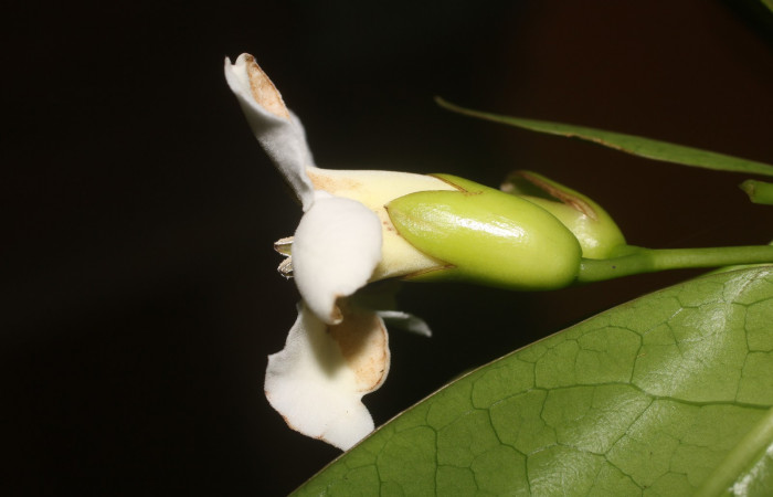 Figura. 8 Flor vista lateral <i>Bourreria costaricensis</i></i>, (Ehretiaceae). Area de Conservación Guanacaste, Sector Rincón Rain Forest, Estación Leiva, (elevación 344 metros), colectada el 26 de Setiembre 2018. Foto, Jorge Hernández.