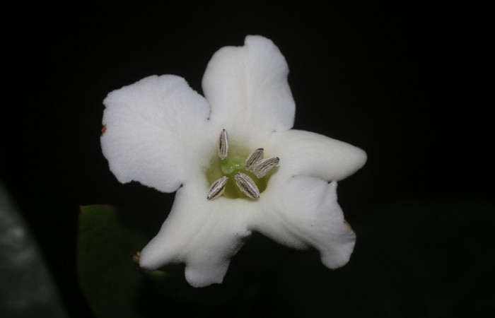 Figura. 7 Flor de frente <i>Bourreria costaricensis</i></i>, (Ehretiaceae). Area de Conservación Guanacaste, Sector Rincón Rain Forest, Estación Leiva, (elevación 344 metros), colectada el 26 de Setiembre 2018. Foto, Jorge Hernández.