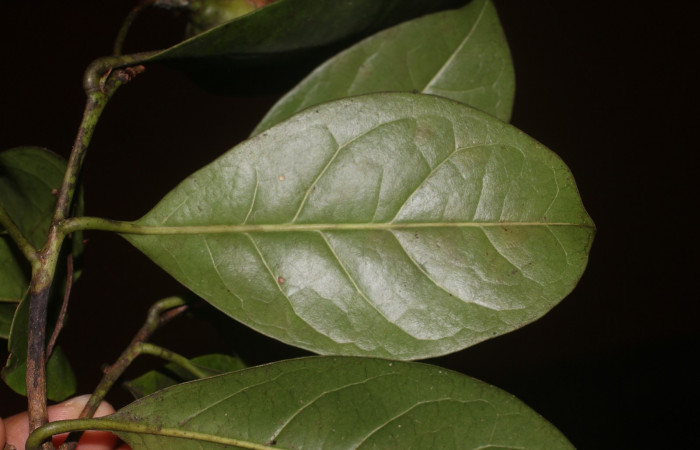 Figura. 4 Hojas envés  <i>Bourreria costaricensis</i></i>, (Ehretiaceae). Area de Conservación Guanacaste, Sector Rincón Rain Forest, Estación Leiva, (elevación 344 metros), colectada el 26 de Setiembre 2018. Foto, Jorge Hernández.