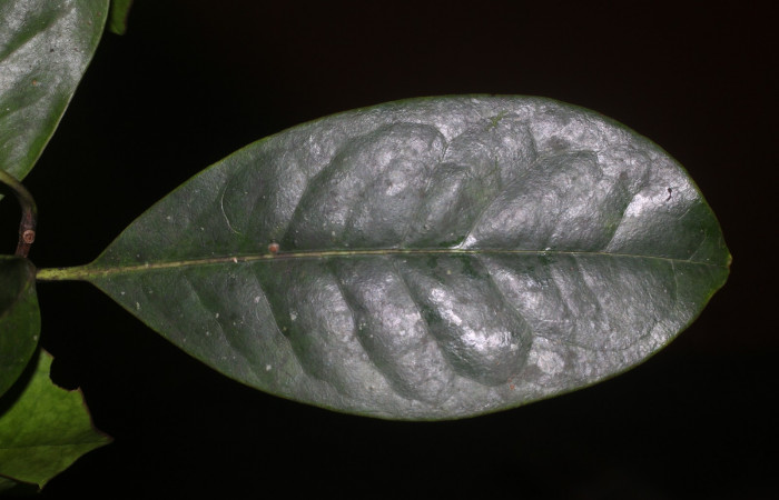 Figura. 5 Hojas haz  <i>Bourreria costaricensis</i></i>, (Ehretiaceae). Area de Conservación Guanacaste, Sector Rincón Rain Forest, Estación Leiva, (elevación 344 metros), colectada el 26 de Setiembre 2018. Foto, Jorge Hernández.