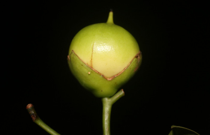 Figura. 10 Fruto <i>Bourreria costaricensis</i></i>, (Ehretiaceae). Area de Conservación Guanacaste, Sector Rincón Rain Forest, Estación Leiva, (elevación 344 metros), colectada el 26 de Setiembre 2018. Foto, Jorge Hernández.