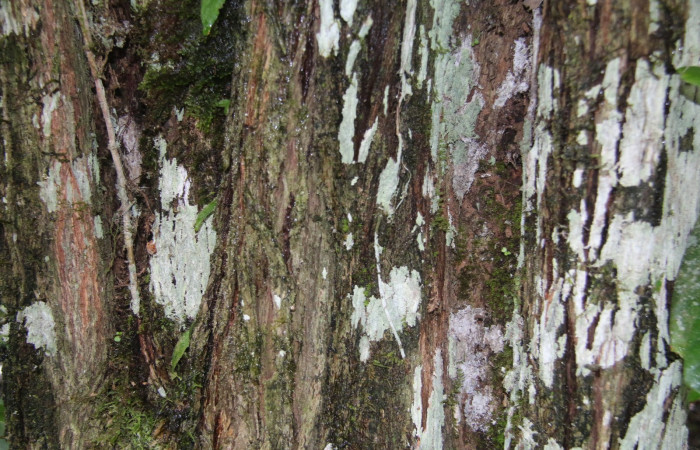 Figura. 11 Corteza <i>Bourreria costaricensis</i></i>, (Ehretiaceae). Area de Conservación Guanacaste, Sector Rincón Rain Forest, Estación Leiva, (elevación 344 metros), colectada el 26 de Setiembre 2018. Foto, Jorge Hernández.