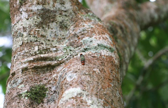 Fig.11 Cortesa <i>Plumeria rubra</i></i> (Apocynaceae) (04 de Octubre 2013) Los Almendros Sector El Hacha Los Inocentes 290m.