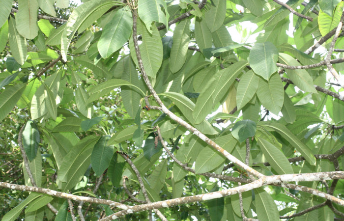 Fig.13 Hojas <i>Plumeria rubra</i></i> (Apocynaceae) (04 de Octubre 2013) Los Almendros Sector El Hacha Los Inocentes 290m.