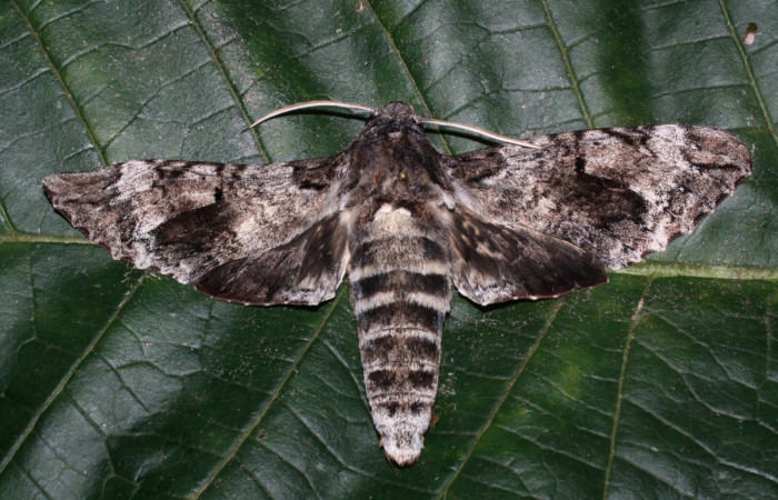 Fig. 1 Vista dorsal hembra de <i>Pseudosphinx tetrio</i></i>  (Shpingidae) Los Inocentes Sector El Hacha 290m. 13-SRNP-22185-DHJ493759.