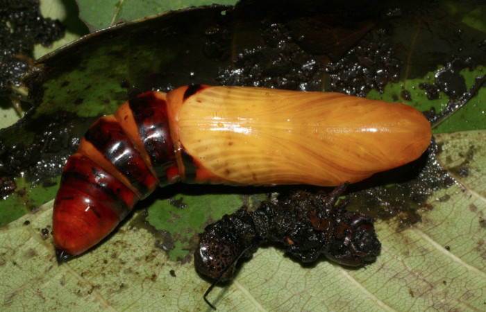 Fig. 10 . Pupa de <i>Pseudosphinx tetrio</i></i> (Shpingidae)  (04 de Octubre 2013) Los Almendros Sector El Hacha Los Inocentes 290m. 13-SRNP-22168-DHJ493748.jpg