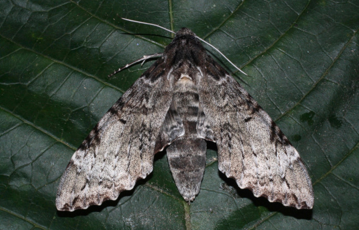 Fig. 3 Vista dorsal macho de <i>Pseudosphinx tetrio</i></i> (Sphingidae) Los Inocentes Sector El Hacha 290m.(13-SRNP-22175-DHJ493762.