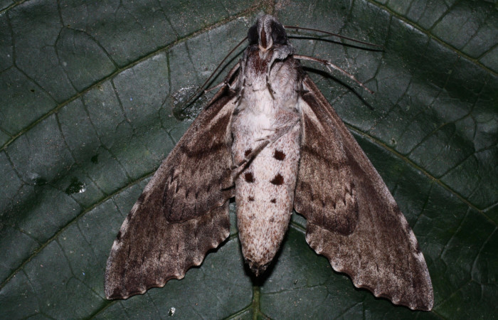 Fig. 4 Vista ventral macho de <i>Pseudosphinx tetrio</i></i> (Sphingidae) Los Inocentes Sector El Hacha 290m.(13-SRNP-22175-DHJ493763.