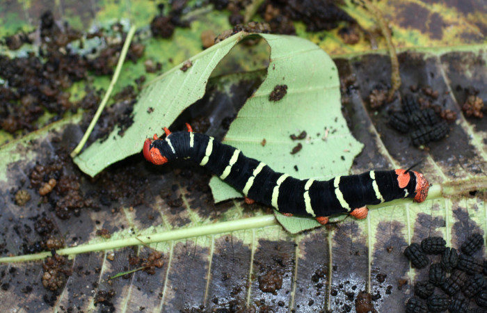 5 . Larva de <i>Pseudosphinx tetrio</i></i> (Shpingidae) Inocentes Los Almendros Sector El Hacha 290m. 13-SRNP-22574-DHJ493763.
